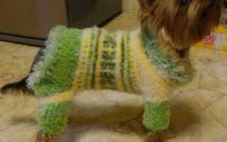 Одежда для собаки йорка: как приучить, подобрать размер, фото